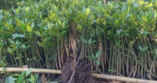 DESA TINJUL TERMASUK DALAM VERIFIKASI KAMPUNG BERKUALITAS